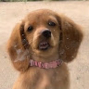 Meet your Posher, Maja